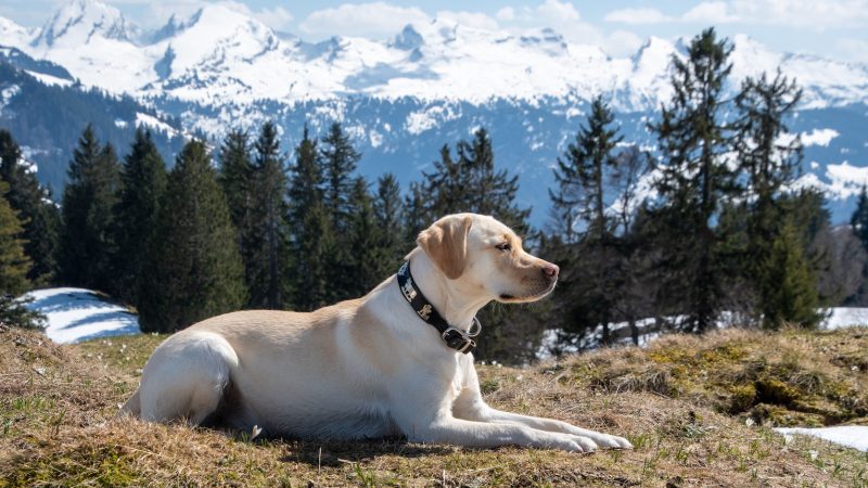 Varför labrador retrievers är de ultimata familjehundarna