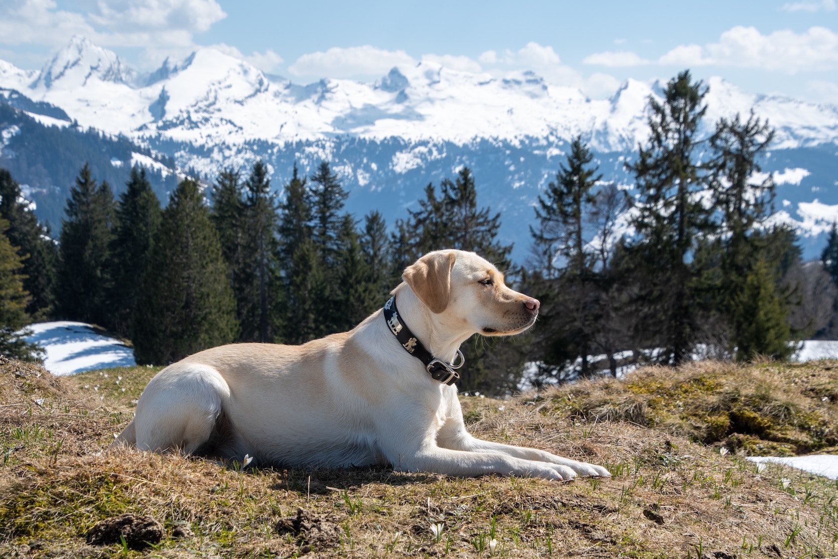 Varför labrador retrievers är de ultimata familjehundarna